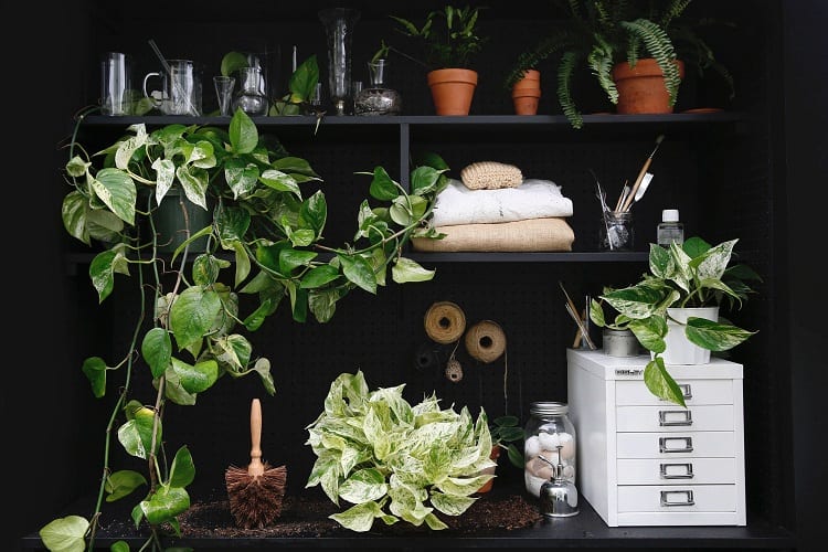 What are some luxurious house plants for the living room?